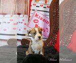 Small Photo #10 Mutt Puppy For Sale in Wakefield, RI, USA