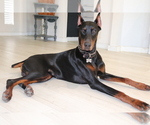Small Photo #1 Doberman Pinscher Puppy For Sale in KEMPNER, TX, USA