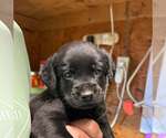 Small Golden Retriever Mix