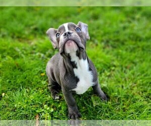 French Bulldog Puppy for sale in EASTON, PA, USA