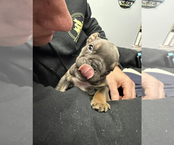 Medium Photo #3 Bulldog Puppy For Sale in Mooresville, NC, USA