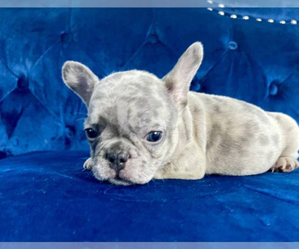 Medium Photo #73 French Bulldog Puppy For Sale in LONG BEACH, CA, USA