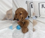 Small #5 Golden Retriever
