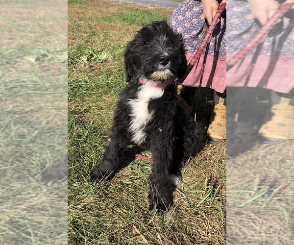 Medium Photo #3 Bernedoodle Puppy For Sale in AUGUSTA, WV, USA