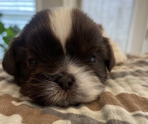 Shih Tzu Puppy for sale in PEARL, MS, USA