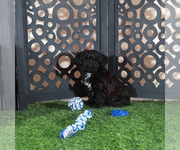 Medium Photo #4 Yorkiepoo mix (+ Poodle Toy) Puppy For Sale in MOUNT VERNON, OH, USA
