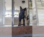 Small #2 Labrador Retriever Mix