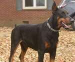 Small Photo #15 Doberman Pinscher Puppy For Sale in FORT LAUDERDALE, FL, USA