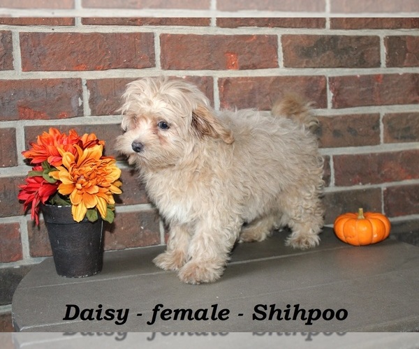 Medium Photo #4 ShihPoo Puppy For Sale in CLARKRANGE, TN, USA
