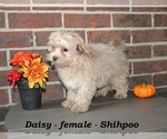 Small #3 ShihPoo