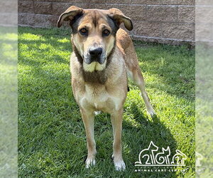 German Shepherd Dog-Unknown Mix Dogs for adoption in Irvine, CA, USA