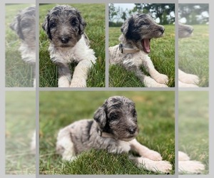 Medium Goldendoodle