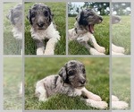 Puppy Jasmine Goldendoodle