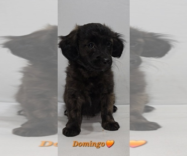 Medium Photo #8 Shih-Poo Puppy For Sale in CHARLOTTE, NC, USA