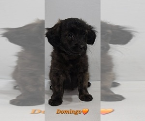 Medium Shih-Poo