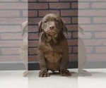 Small Photo #1 Labrador Retriever Puppy For Sale in NAPPANEE, IN, USA