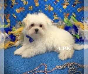 Maltese Puppy for sale in WINNSBORO, LA, USA