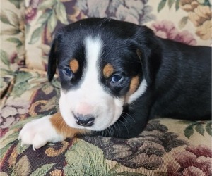 Greater Swiss Mountain Dog Puppy for sale in PHOENIX, NY, USA