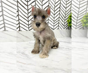 Schnauzer (Miniature) Puppy for sale in MILLERSBURG, OH, USA
