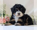 Small Photo #4 Bernedoodle (Miniature) Puppy For Sale in NARVON, PA, USA