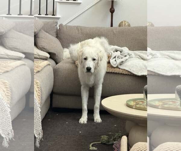 Medium Photo #6 Great Pyrenees Puppy For Sale in Dallas, TX, USA