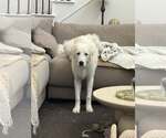 Small #5 Great Pyrenees