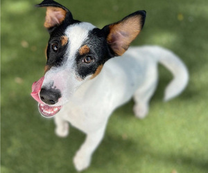 Jack Russell Terrier Puppy for sale in FORT LAUDERDALE, FL, USA