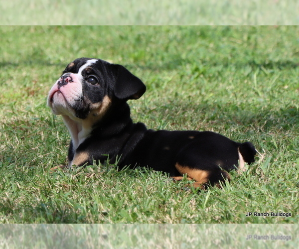 Medium Photo #13 Bulldog Puppy For Sale in WINNSBORO, TX, USA