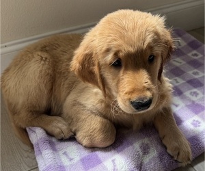 Golden Retriever Litter for sale in ORLANDO, FL, USA