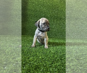 Presa Canario Puppy for sale in MOUNTAIN RANCH, CA, USA