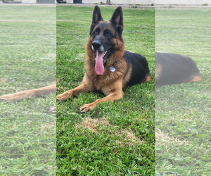 German Shepherd Dog Dogs for adoption in Modesto, CA, USA