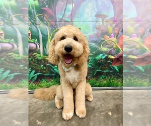 Father of the Goldendoodle mix (+ Poodle Standard) puppies born on 06/01/2026