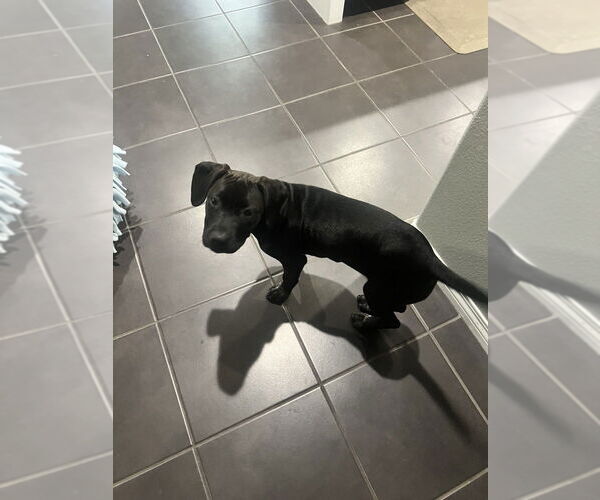 Medium Photo #3 Pointer-Unknown Mix Puppy For Sale in Dana Point, CA, USA