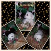 Small Photo #1 ShiChi Puppy For Sale in ORONOGO, MO, USA
