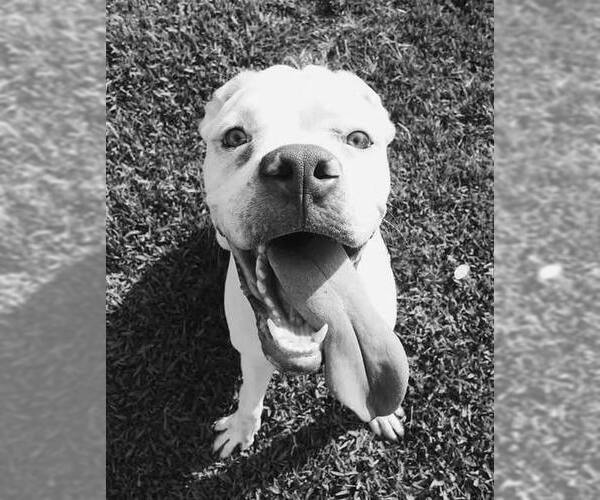 Medium Photo #2 Boxer Puppy For Sale in Stanwood, WA, USA