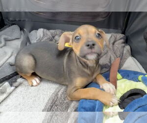 Medium Labrador Retriever Mix