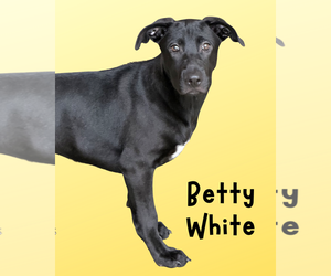 Labrador Retriever-Unknown Mix Dogs for adoption in Hilton Head, SC, USA