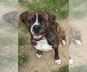 Boxer Dogs for adoption in Burnsville, MN, USA