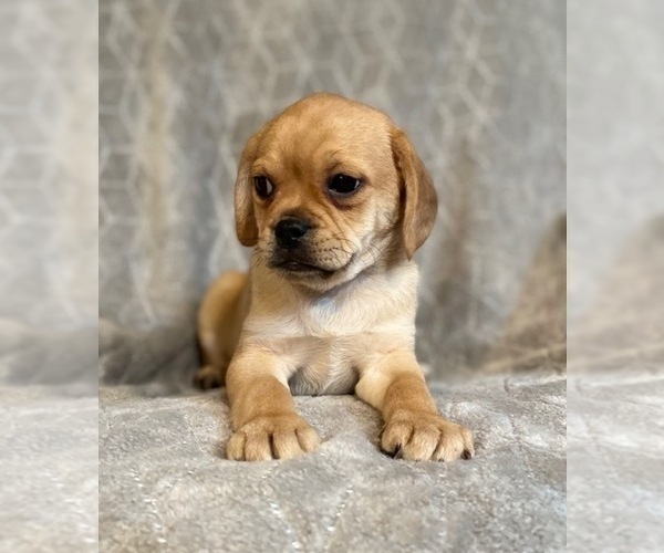 Medium Photo #17 Puggle Puppy For Sale in LAKELAND, FL, USA