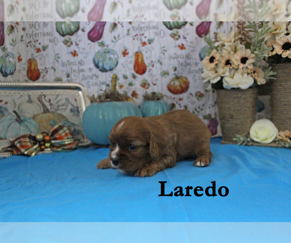 Medium Photo #43 Cavalier King Charles Spaniel Puppy For Sale in CHANUTE, KS, USA