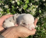 Small Photo #15 American Corgi Puppy For Sale in BRANDON, FL, USA