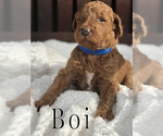 Small Photo #7 Goldendoodle Puppy For Sale in UTOPIA, TX, USA