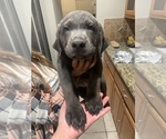 Small Photo #10 Labrador Retriever Puppy For Sale in HENDERSON, NV, USA