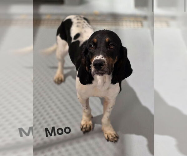 Medium Photo #1 Basset Hound Puppy For Sale in Brookville, OH, USA