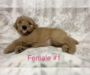 Double Doodle Puppy for sale in SPRINGFIELD, MO, USA
