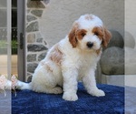 Small #3 Goldendoodle