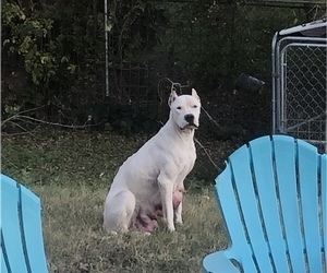 Mother of the Dogo Argentino puppies born on 09/28/2019