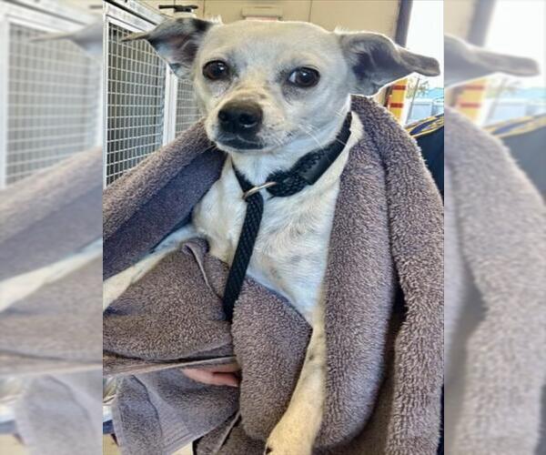 Medium Photo #1 Mutt Puppy For Sale in Martinez, CA, USA