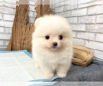 Small Photo #3 Pomeranian Puppy For Sale in LOS ANGELES, CA, USA