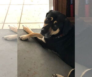 Cody - Male Rottweiler-Siberian Husky Mix Dog for Adoption - Photo #4